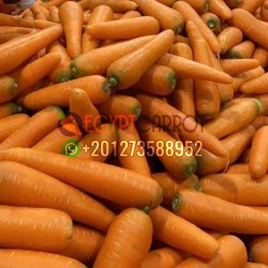 carrot